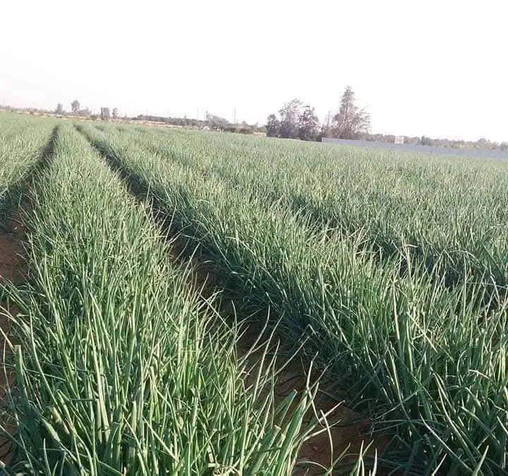 خبير زراعي: زراعة البصل على أرض مساحتها 2.4 فدان يمكن أن تؤدي إلى إنتاج 40 طنًا