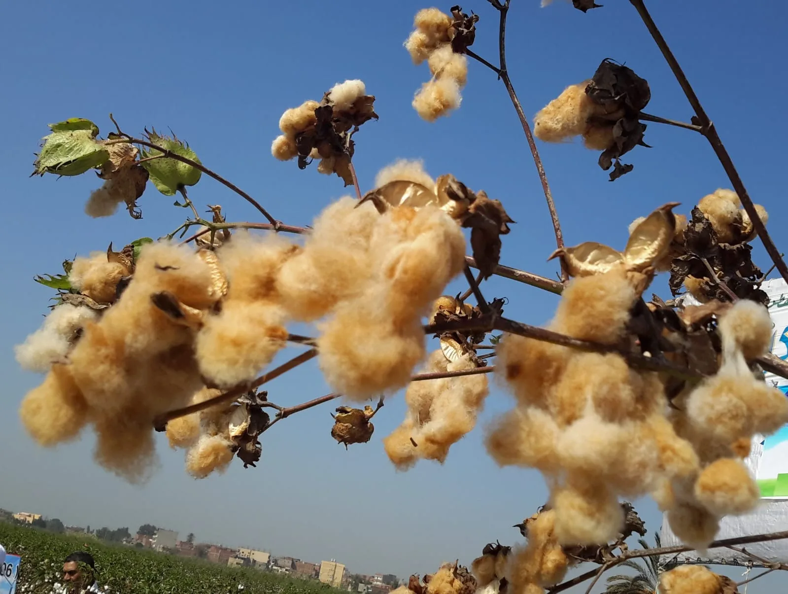 “أبحاث القطن”: حققنا نجاحًا في تطوير سلالات ملونة طبيعية ونعمل الآن على تصديرها عالميًا لتعزيز الصناعة. “أبحاث القطن”: حققنا نجاحًا في تطوير سلالات ملونة طبيعية ونعمل الآن على تصديرها عالميًا لتعزيز الصناعة.