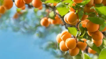 خبير: ارتفاع المساحات المزروعة بالمشمش في مصر بنسبة 30% خلال الثلاث سنوات الأخيرة