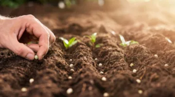 خبير زراعي يقدم 9 نصائح لتقليل خسائر المزارعين أمام ارتفاع تكاليف المدخلات الزراعية