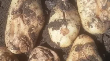 “خبير”: أعراض فسيولوجية تهدد المحصول المتأخر من بطاطس الصيف نتيجة الري غير المنتظم
