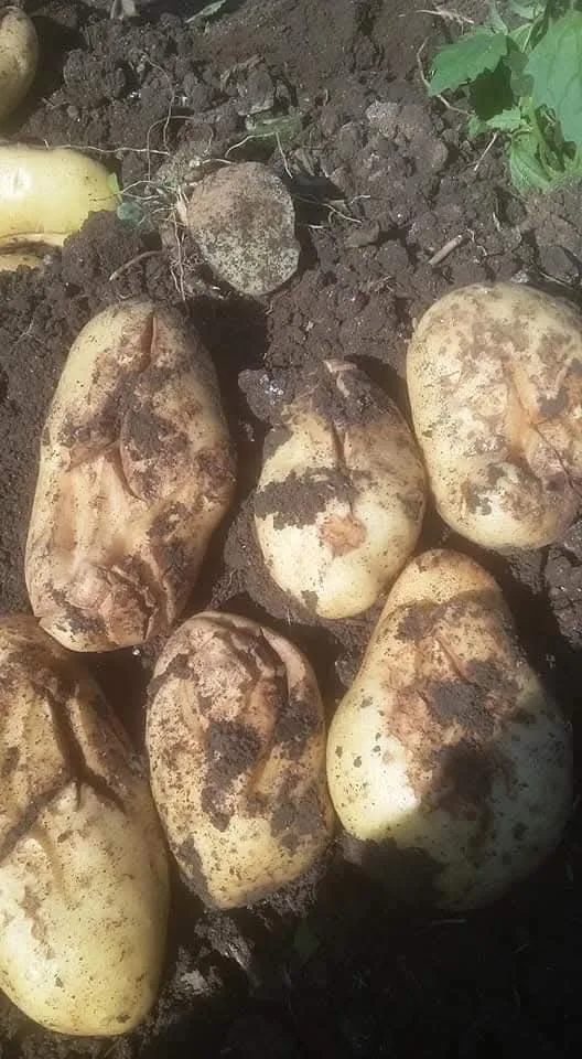 “خبير”: أعراض فسيولوجية تهدد المحصول المتأخر من بطاطس الصيف نتيجة الري غير المنتظم