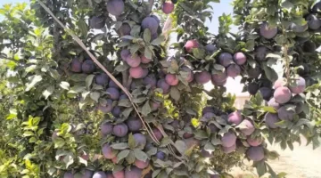 “خبير” يكشف عن تقدم ملحوظ في زراعة البرقوق في مصر ويؤكد الحاجة لأصناف جديدة ذات وحدات برودة منخفضة لتحسين الإنتاج.