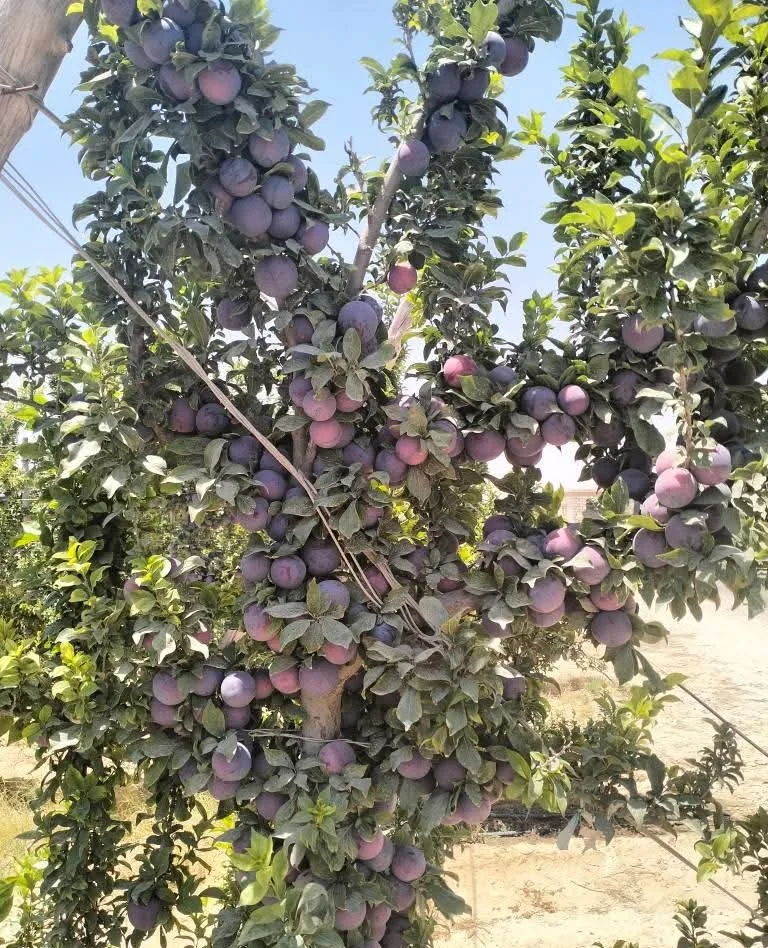 “خبير” يكشف عن تقدم ملحوظ في زراعة البرقوق في مصر ويؤكد الحاجة لأصناف جديدة ذات وحدات برودة منخفضة لتحسين الإنتاج.