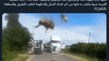 250 مليون نحلة متحررة في ولاية واشنطن الأمريكية والسلطات تحذر السكان