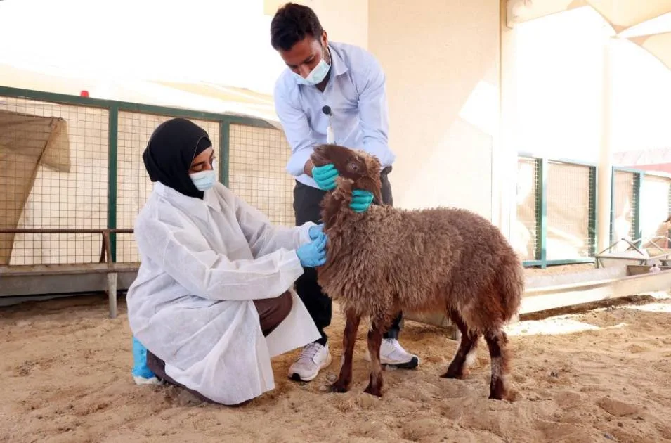 28 طبيبًا ومساعدًا بيطريًا لتفتيش الأضاحي في الشارقة 28 طبيبًا ومساعدًا بيطريًا لتفتيش الأضاحي في الشارقة