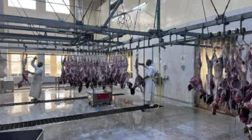 4840 جولة ذبح في مسالخ رأس الخيمة