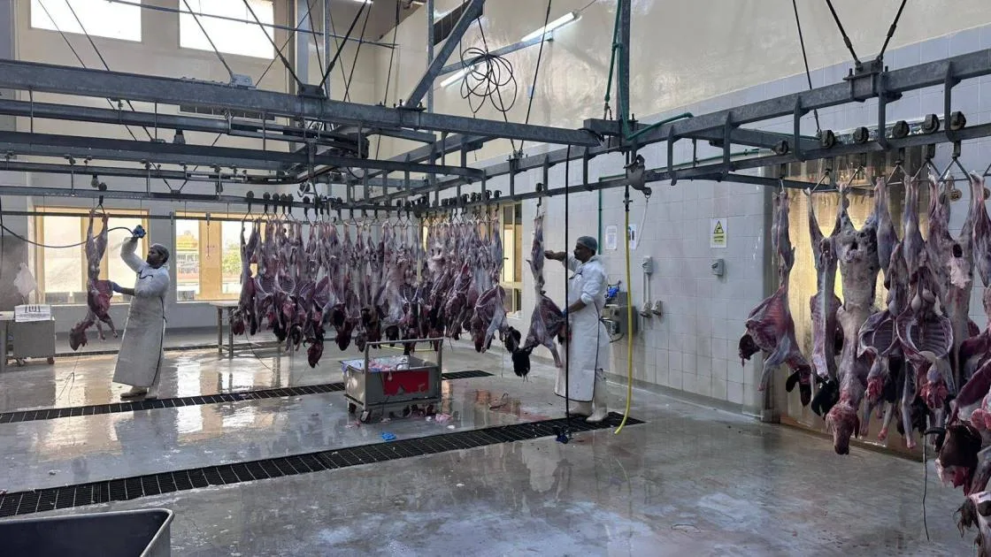 4840 جولة ذبح في مسالخ رأس الخيمة 4840 جولة ذبح في مسالخ رأس الخيمة