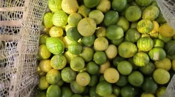 50 جنيها للكيلو، تكلفة الليمون في سوق الجملة ب6 أكتوبر (فيديو وصور)
