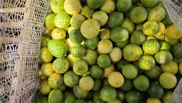 50 جنيها للكيلو، تكلفة الليمون في سوق الجملة ب6 أكتوبر (فيديو وصور) 50 جنيها للكيلو، تكلفة الليمون في سوق الجملة ب6 أكتوبر (فيديو وصور)