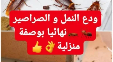 وسيلة للتخلص من النمل والصراصير بشكل نهائي