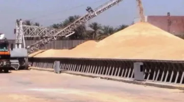 أسوان تحقق 113% من الهدف المحدد لتوريد كميات القمح لموسم الحصاد الحالي.