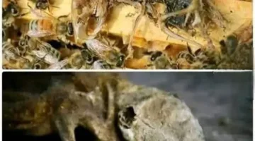 ظاهرة مذهلة داخل خلية النحل تعكس قدرة الله من خلال سلوك فطري غريب