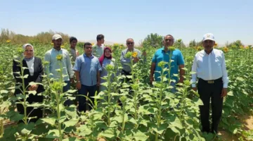 عباد الشمس الزيتي يتفتح في جنوب سيناء… والبحوث الصحراوية تتابع عن كثب