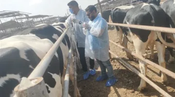 “الزراعة” تعزز جهود حماية الثروة الحيوانية من خلال قوافل علاجية وحملات لرصد الأمراض.