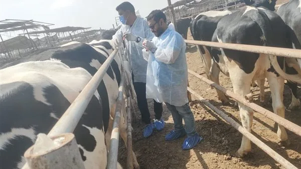 “الزراعة” تعزز جهود حماية الثروة الحيوانية من خلال قوافل علاجية وحملات لرصد الأمراض. “الزراعة” تعزز جهود حماية الثروة الحيوانية من خلال قوافل علاجية وحملات لرصد الأمراض.