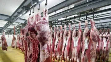 الزراعة تعزز مستويات الاستعداد في المجازر الحكومية لتقييم الأضاحي قبل عملية الذبح