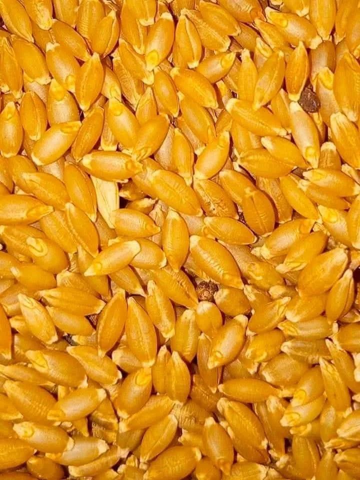 منافع حبوب القمح منافع حبوب القمح