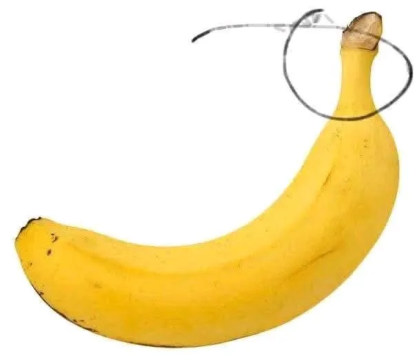 هل تعرف السبب وراء فتح القرود للموز من الأسفل بدلاً من الأعلى كما نفعل نحن؟ هل تعرف السبب وراء فتح القرود للموز من الأسفل بدلاً من الأعلى كما نفعل نحن؟