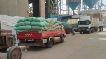 محافظ المنيا: تسليم 507 آلاف طن من القمح مستمر