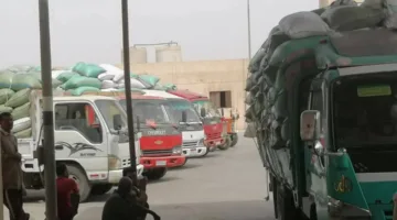 محافظ المنيا: استمرار جهود توريد القمح بإجمالي 508 آلاف طن منذ انطلاق موسم 2025