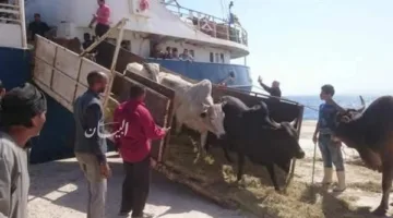 وصول 1057 رأس من العجول الحية إلى ميناء سفاجا من جيبوتي