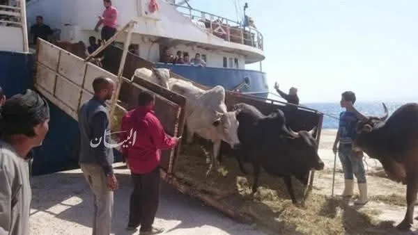 وصول 1057 رأس من العجول الحية إلى ميناء سفاجا من جيبوتي