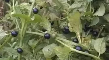 اكتشف نبات عنيب الزبيب أو الحرمل