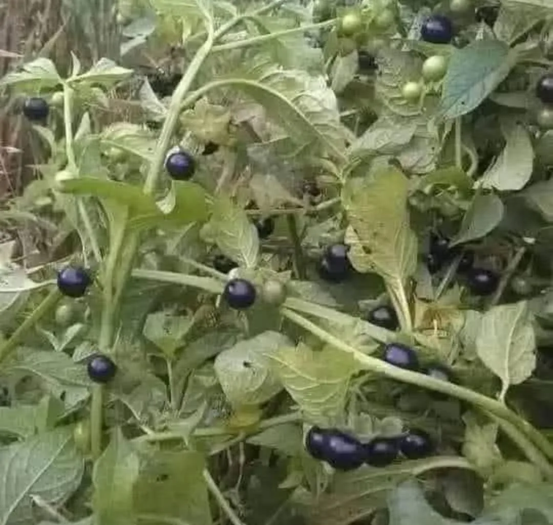 اكتشف نبات عنيب الزبيب أو الحرمل اكتشف نبات عنيب الزبيب أو الحرمل