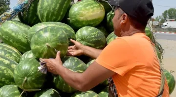 حادثة تارودانت تثير المخاوف بشأن أمان البطيخ الأحمر في المغرب