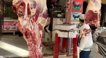 شعبة القصابين: توافر اللحوم في الأسواق… وأسعار العلف تؤثر على التكلفة.