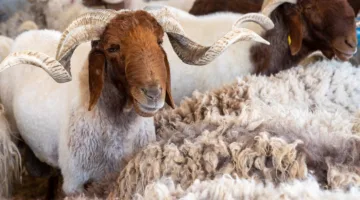 محافظ الغربية: ذبح 1168 أضحية بدون مقابل في المجازر الحكومية خلال عيد الأضحى
