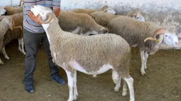 اجتماع في الرباط بشأن تجديد الثروة الحيوانية