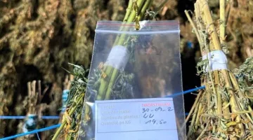 شخصية بارزة في مجال القنب بهولندا تؤكد على ضرورة استيراد الحشيش المغربي.