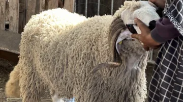 وقف مؤقت لعد القطيع في المنطقة الشمالية