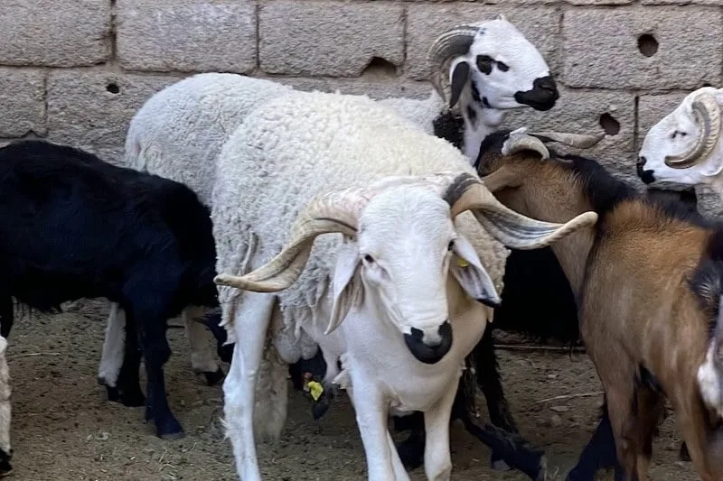 المغرب ينفذ “التعداد الثاني” للماشية ويهدف إلى تعزيز الشفافية في دعم “المربين” المغرب ينفذ “التعداد الثاني” للماشية ويهدف إلى تعزيز الشفافية في دعم “المربين”