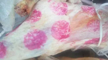 confiscation of 10 slaughtered goats outside government abattoirs and 800 kilograms of spoiled meat in Alexandria (photos)