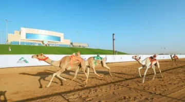 ميدان نجران للهجن ينظم سباقه الرسمي لفئة “الحقايق وما فوق” غدًا
