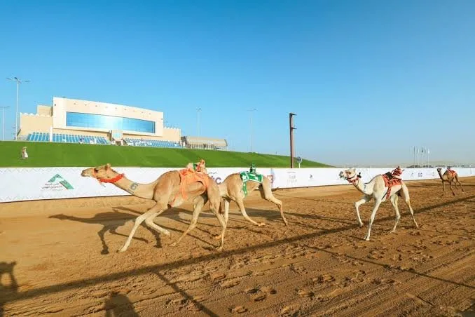 ميدان نجران للهجن ينظم سباقه الرسمي لفئة “الحقايق وما فوق” غدًا ميدان نجران للهجن ينظم سباقه الرسمي لفئة “الحقايق وما فوق” غدًا
