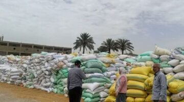 شون وصوامع محافظة الشرقية تستكمل استلام ٥٩٧٦٦٢ طن و٢٦١ كيلوغرام من القمح المحلي