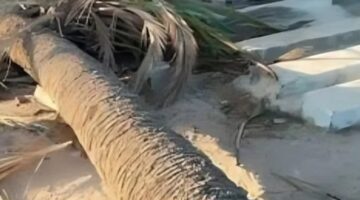وفاة طفلة نتيجة سقوط نخلة عليها في قوص بمحافظة قنا جنوب مصر