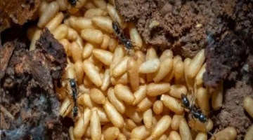 نمل آسيوي مميت يهدد الحياة ويغزو 20 ولاية أمريكية