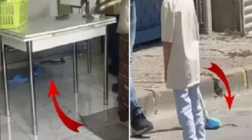 الزواحف تسيطر على إسطنبول.. هجمات الثعابين تسبب القلق في 7 مناطق