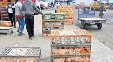 أسعار الدجاج تواصل الارتفاع في المغرب