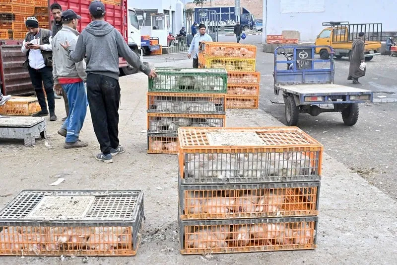 أسعار الدجاج تواصل الارتفاع في المغرب أسعار الدجاج تواصل الارتفاع في المغرب