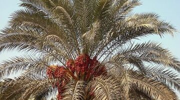 الإسماعيلية تنظم ورشة عمل للتثقيف بشأن مكافحة سوسة النخيل الحمراء