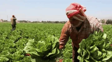 أخبار سارة للفلاحين: هذا ما تم اتخاذه من قرارات