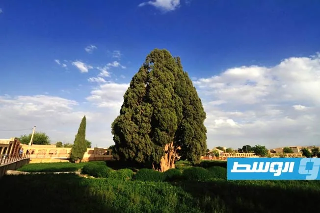 «أرس مراد».. أقدم شجرة في إيران تُعترف بها كتراث وطني حيّ «أرس مراد».. أقدم شجرة في إيران تُعترف بها كتراث وطني حيّ