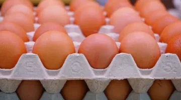 أسعار البيض والدجاج اليوم الأربعاء 11 يونيو 2025 في أسواق الأقصر