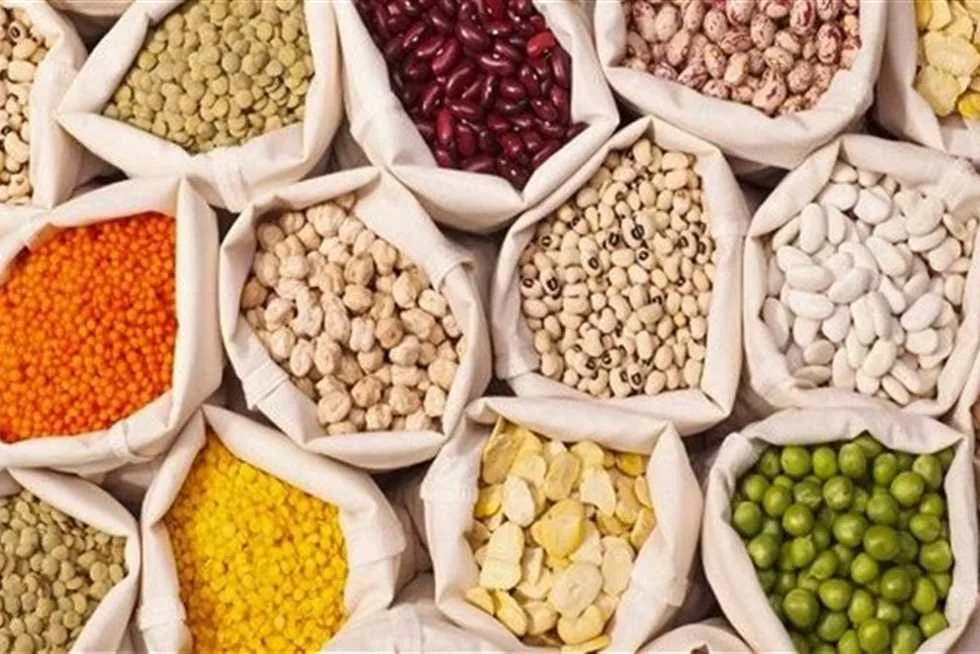 أسعار الحبوب في مطروح يوم الثلاثاء 3 يونيو 2025